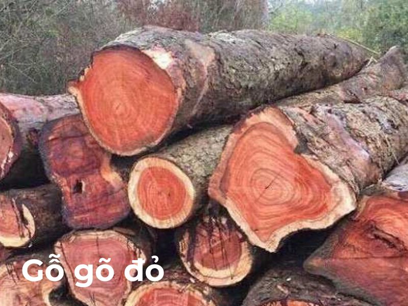 gỗ gõ đỏ