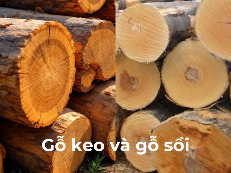 gỗ keo và gỗ sồi